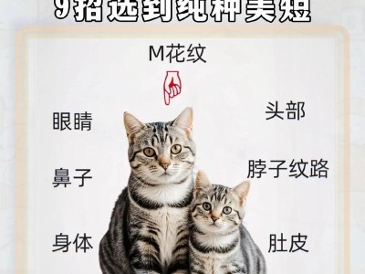 探索美短猫的魅力（了解为何美短猫备受宠爱）