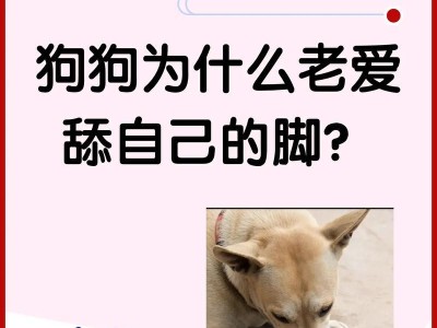 狗为何喜欢舔人？（探究狗狗舔人的行为背后的原因。）