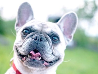 6种便宜又好养的小型犬，让你爱不释手！（这6种小型犬不仅价格亲民，还非常适合家庭养殖）