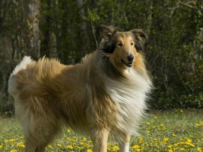 长须柯利牧羊犬的饲养方法（如何让你的长须柯利牧羊犬健康成长）