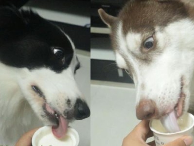 狗狗能喝酸奶吗？（酸奶对狗狗的好处及注意事项）