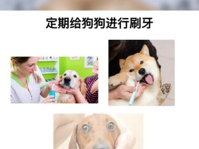 狗狗后多久可以进食？（了解狗狗后进食的注意事项与时间安排）