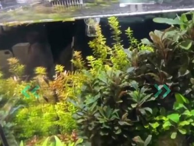 以都的稀奇小宠（奇特的生物散落于以都，它们是如何俘获人心的？）