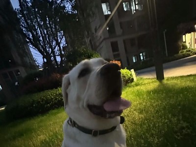 拉布拉多犬的遛狗时间管理（合理安排拉布拉多犬的遛狗时间，让它们保持活力与健康）