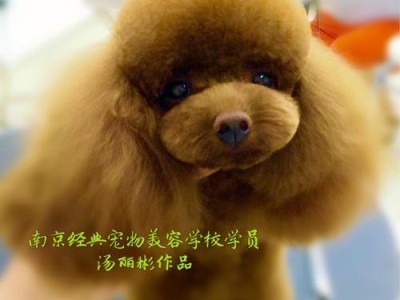 南京的宠物培训学校全面解析（南京宠物培训学校的种类、特点和选择要素）