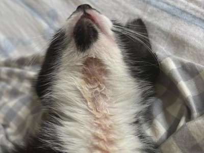 小猫得猫癣的原因及预防方法（探索小猫为何容易患上猫癣，有效预防措施揭秘）