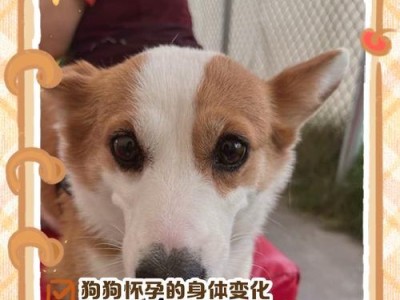 狗狗怀孕到生产的周期及变化（母犬孕育生命的奇妙旅程）