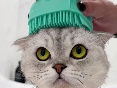 宠物猫猫洗澡的正确方法（选择合适的洗澡用品让猫猫尽享清爽沐浴）