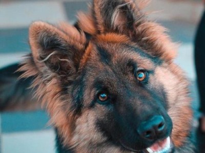 养德国牧羊犬的经济喂养攻略（以德国牧羊犬为伴，省心又经济！）