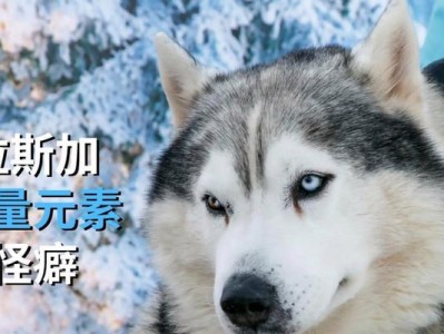 狗产后缺钙症状（狗狗产后缺钙症状及其解决方法，为你的母犬保持健康）