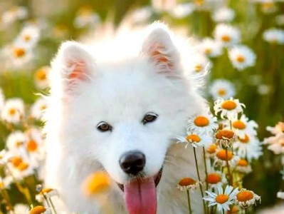 白狗的品种和特点（探索白狗家族的多样性）