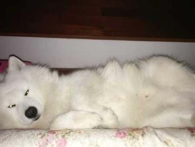 探究萨摩一天总睡觉40天的原因（解析萨摩犬高睡眠需求与独特生活习性）