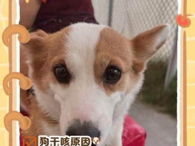 狗狗咳嗽呕吐应急护理指南（了解狗狗咳嗽呕吐的原因，掌握适当护理方法）