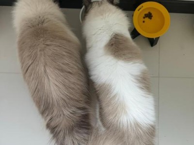 猫拉屎频率与健康（以猫为中心的糞便习惯与身体健康的关系）