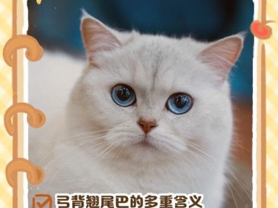 猫咪弓背的含义解析（以猫对主人弓背传递的讯息及其意义）