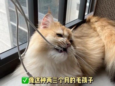 探究我家猫总咬我的原因（了解猫的攻击行为背后的原因和解决方法）