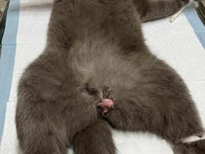 猫咪绝育费用大揭秘（了解猫咪绝育的价格及其影响因素）