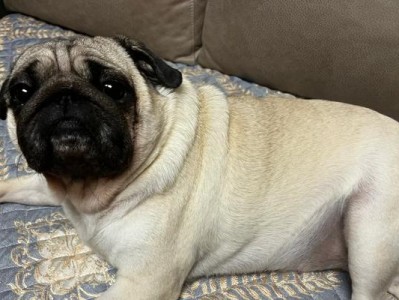 狗狗抽搐想吐的原因是什么？（揭秘狗狗抽搐想吐的可能原因及处理方法）