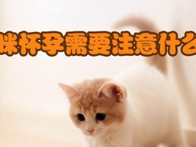 小猫生产的注意事项（保护小猫健康的关键是细心呵护）