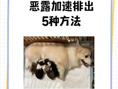 母狗生完多久可以开始吃饭？（了解合适的喂养时间和方式，保证母狗健康成长）
