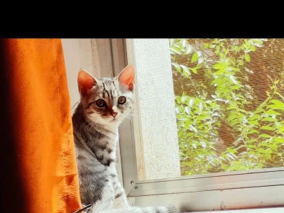 猫咪晒太阳的最佳时间和方法（如何让你的猫咪享受阳光的好处）