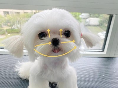 马尔济斯犬的毛发修剪技巧（打造迷人卷发，让你的马尔济斯犬与众不同）