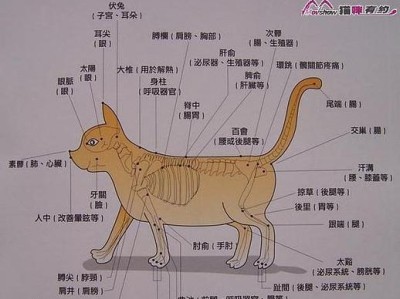 钟纹折背陆龟的科学饲养方式（打造适宜生长的家园，让陆龟健康茁壮成长）