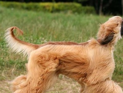 如何饲养布鲁塞尔粗毛猎犬？（宠物爱好者必看！）