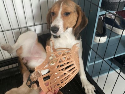 比格犬饲养指南（全面了解比格犬的饲养知识，助您成为一个合格的比格犬主人）