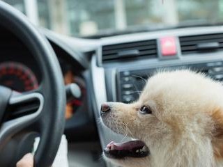 科学喂养方法，让博美犬健康成长（掌握正确的饮食习惯，）