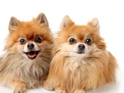 博美犬的饮食保健之钙片选用（为你的博美犬选择适合的钙片，让它健康成长）