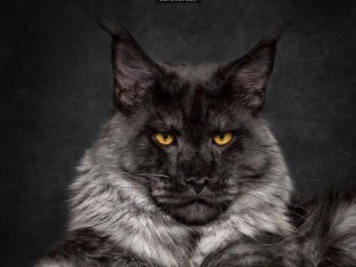 探秘威武霸气的猫——世界上最具气势的猫品种（一览猫界的霸主，彰显威严与统治力）