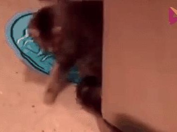 揭秘猫咪为何害怕黄瓜（探究猫咪对黄瓜的神秘恐惧感）