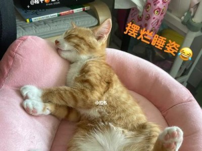 如何纠正家里橘猫喜欢抓人行为（教你如何让宠物不再抓人）