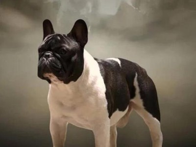 探寻法国斗牛犬的高价之谜（解读法国斗牛犬“昂贵”的原因及市场现状）