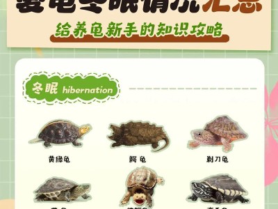 宠物乌龟的饲养频率及注意事项（了解宠物乌龟的饲养时间表和饲养要点）