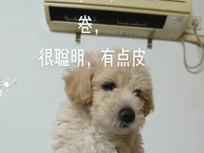 探索中型长毛犬白色之美（从外貌到性格全面解析白色长毛犬）