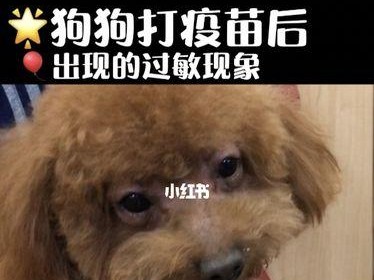 狗狗过敏，这些症状需要警惕！（宠物爱好者必看，了解狗狗过敏的常见症状和应对方法）