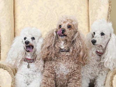 贵宾犬（贵宾犬的品种特点、饲养要求和培养之道）
