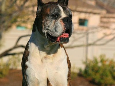如何选择一只健康的杜高犬（挑选方法与注意事项）