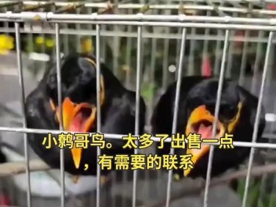 以鹩哥品种最准确识别图片，了解鹩哥的价位（通过准确识别图片了解不同鹩哥品种的市场价值）