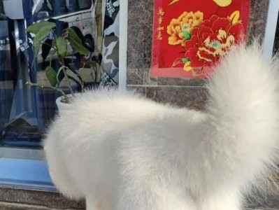 狗狗毛发剃光后需要多久才能重新长出来？（探究狗狗毛发再生周期及相关因素影响）