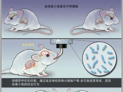 社田鼠的饲养方法（打造快乐社田鼠宠物生活）