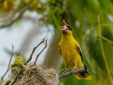 如何饲养黄鹂（宠物黄鹂的喂食、环境与繁殖）