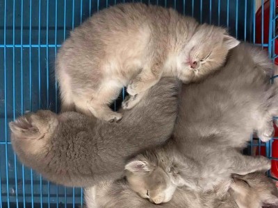 小奶猫驱虫的时间安排（科学合理的驱虫时间表，让小奶猫健康成长）