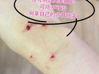 猫被狗咬断骨头能活多久？（揭秘猫咬断骨头的生存时间及治疗方法）