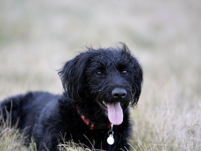 迷人的混血犬（以颜色为主题，揭示拉布拉多串贵宾的个性与魅力）