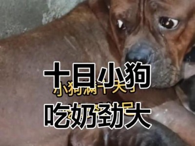小狗不吃奶多久会死？（宝贝狗狗的营养需求和喂养注意事项）