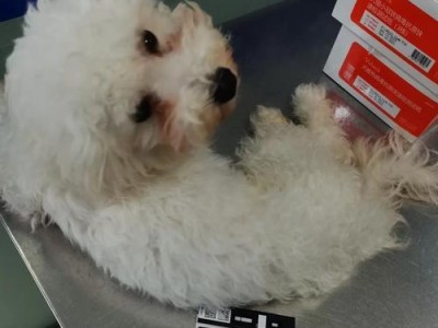 细小治愈后的排毒期到底需要多久？（揭秘细小治愈后身体排毒的时间和方法）