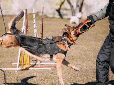 训练你的宠物德国牧羊犬翻滚技巧（打造聪明的宠物犬，从翻滚开始）